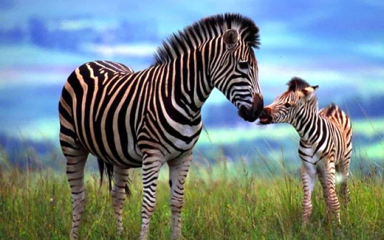 zebras-1